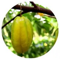 Carambola: Averrhoa Carambola