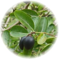 Carissa - Natal Plum