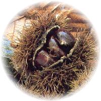 Castanea Sativa-Chestnut