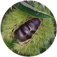 Castanea Sativa-Chestnut