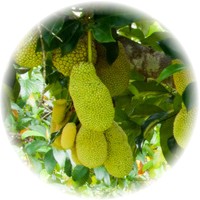 Artocarpus Integer - Cempedak