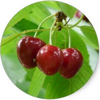 Cereza - Cerise - Cherry
