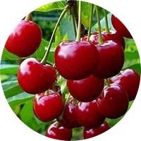 Cereza - Cerise - Cherry
