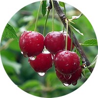 Cereza - Cerise - Cherry