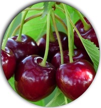 Cereza - Cerise - Cherry