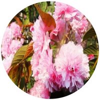 Prunus Cerasoides - Cherry