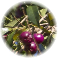 Syzygium Luehmannii - Riberry