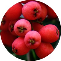 Syzygium Luehmannii - Riberry
