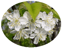 Prunus Cerasus