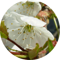Prunus Avium
