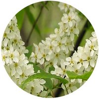 Cerezo Aliso - Prunus Padus