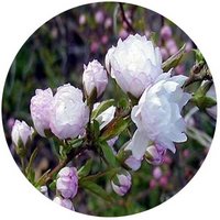 Prunus Glandulosa - Chinese bush Cherry