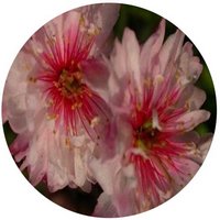 Prunus Glandulosa - Chinese bush Cherry