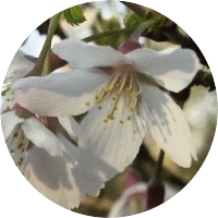 Prunus Incisa - Fuji Cherry