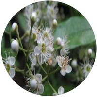 Prunus Laurocerasus - Cerezo Laurel