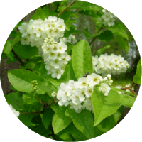 Prunus Padus