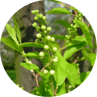 Prunus Padus