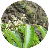 Prunus Phaeosticta - Dark-spotted Cherry