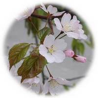 Cerezo Silvestre - Prunus Serotina