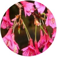 Prunus Serrulata - Cerasus Serrulata - Cerezo de Flor