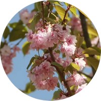 Prunus Serrulata - Cerasus Serrulata - Cerezo de Flor
