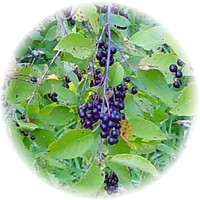 Prunus Virginiana - Chokecherry