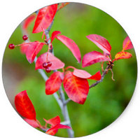 Prunus Virginiana - Chokecherry