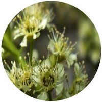 Prunus Wilsonii - Cerezo Aliso