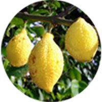 Garcinia Madruno - Charichuela