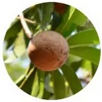 Manilkara Zapota - Chicle - Sapodilla - Chicoo