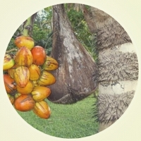 Chontaduro - Bactris Gasipaes