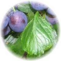 Ciruela - Prune - Prunus