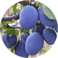 Ciruelas - Plum Tree Flower - Prunus Domestica