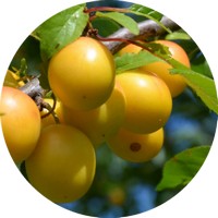 Ciruelas - Plum - Prune - Prunus Domestica