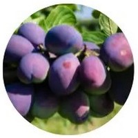 Ciruela Mirabel- Plum - Prune - Prunus Domestica