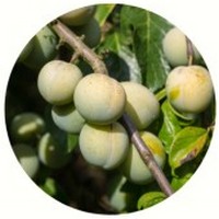 Ciruela Mirabel - Plum - Prune - Prunus Domestica