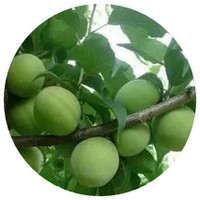 Prunus Cerasifera - Ciruelo