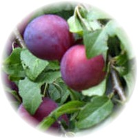 Prunus Americana - American Plum