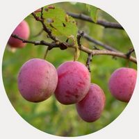 Prunus Americana - American Wild plum