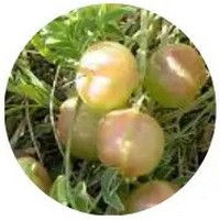 Astragalus Crassicarpus - Ground Plum