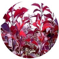 Prunus Cistena - Purple Leaf Sand Cherry