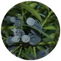 Ciruela Illawarra - Podocarpus Elatus