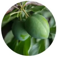 Japanese Plum - Prunus Mume