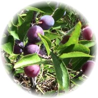 Prunus Maritima - Flor