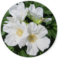 Prunus Maritima - Fruto