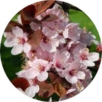 Prunus Cerasifera - Ciruelo