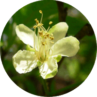 Prunus Domestica - Ciruelo