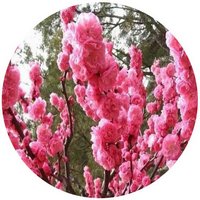 Amygdalus Triloba - Ciruelo de Flor