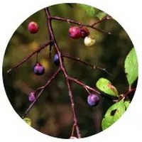 Prunus Umbellata - Flatwoods Plum