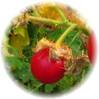 Cocona: Solanum Sessiliflorum